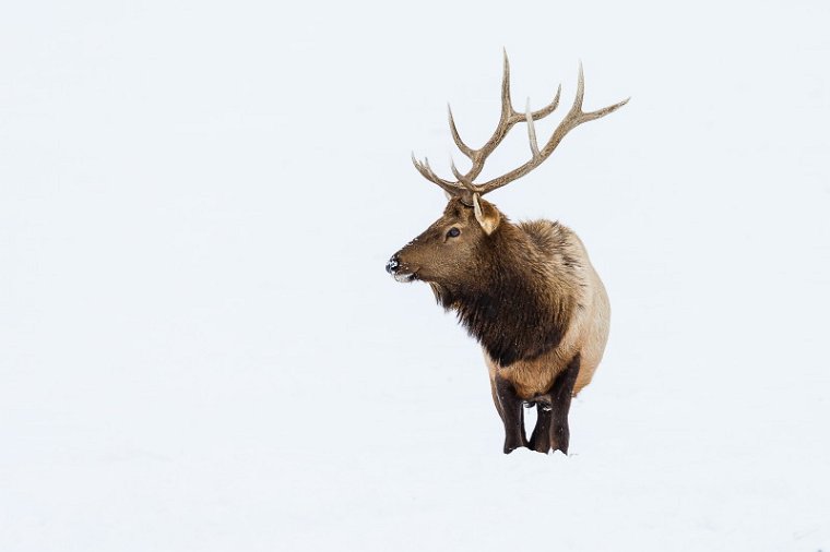 12 National Elk Refuge, wapiti.jpg